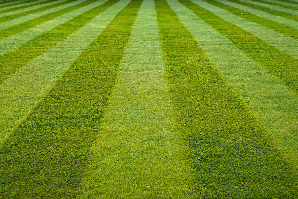Freshly cut striped lawn